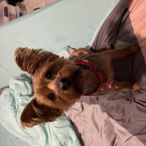 Image of Rusty, Lost Dog