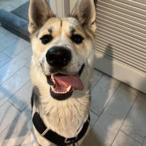 Image of Luna, Lost Dog