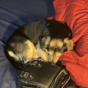 Lost Dog Buddy