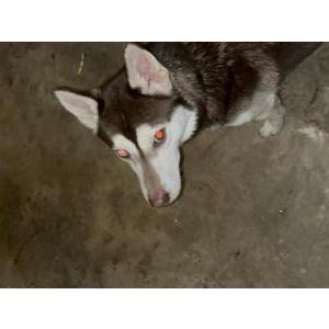 Image of Cinnamon, Lost Dog