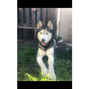 Lost Dog Luna