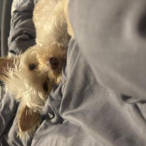 Image of Chloe, Lost Dog