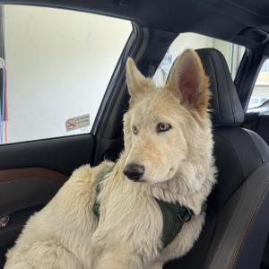 Image of Butter Bam Bam, Lost Dog