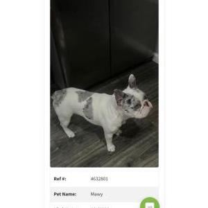Lost Dog Mawy