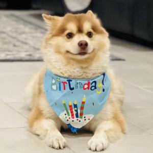 Image of Brownie, Lost Dog