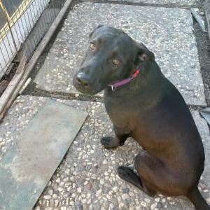 Lost Dog Abbey