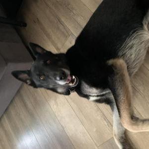 Image of Hank, Lost Dog