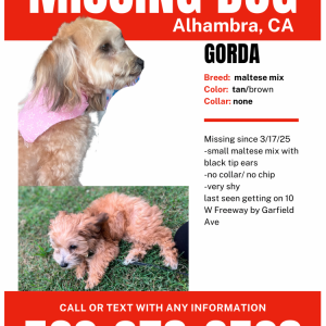 Lost Dog Gorda
