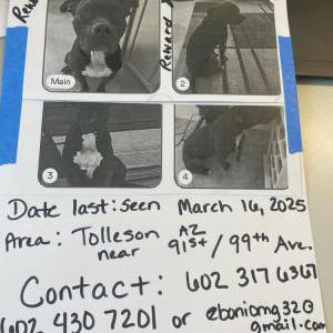 Lost Dog King