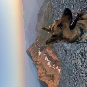 Image of Fern, Lost Dog