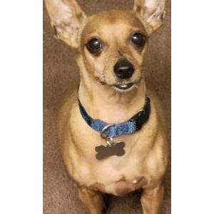 Lost Dog Biggie Frijole Small