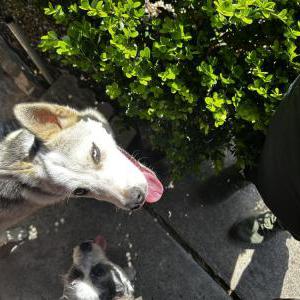 Image of Unknown, Found Dog