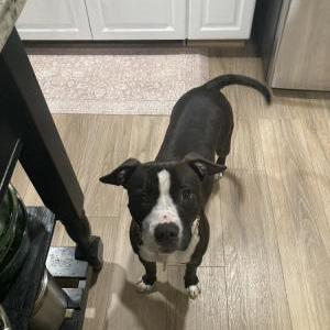 Image of Unknown, Found Dog