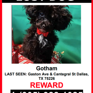 Image of Gotham, Lost Dog