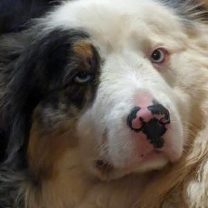 Image of Blue, Lost Dog