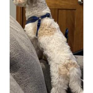 Lost Dog Gino