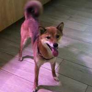 Lost Dog Friday