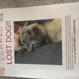 Lost Dog Dennis