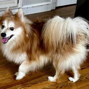 Image of Unknown, Found Dog