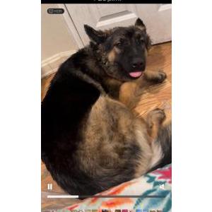 Image of Lola, Lost Dog