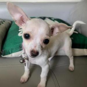 Image of Justice, Lost Dog
