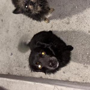 Found Dog UNKNOWN
