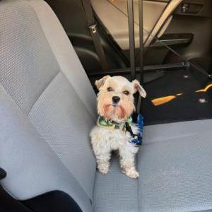 Image of Benny, Lost Dog
