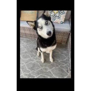 Lost Dog Asha