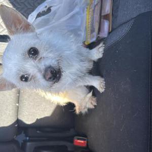Image of Unknown, Found Dog