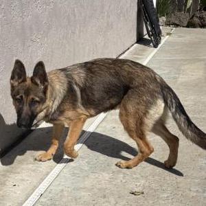 2nd Image of Unknown, Found Dog