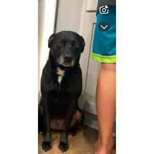 Lost Dog Emma