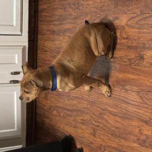 Image of Unknown, Found Dog