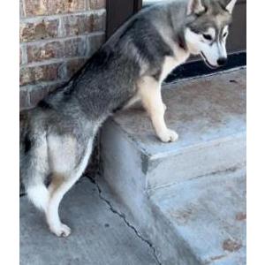 Lost Dog Yoshi
