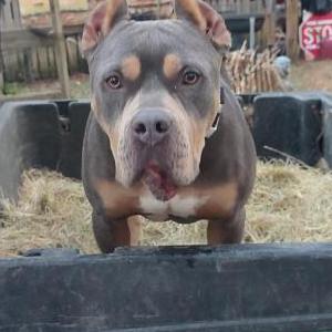 Image of Stella, Lost Dog