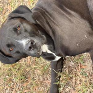 Image of Winchester, Lost Dog