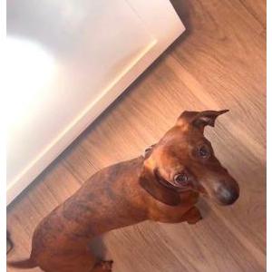 Image of Winston, Lost Dog