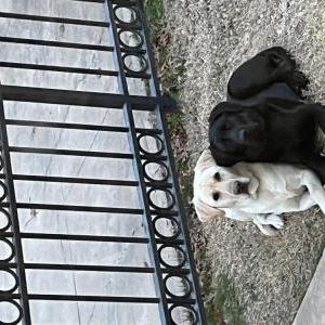 Image of Teddy and Buddy, Lost Dog