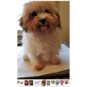 Image of Luci, Lost Dog