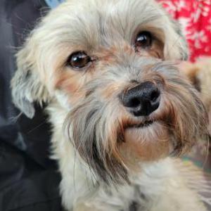 Image of Vinny, Lost Dog