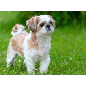 Image of Leo, Lost Dog
