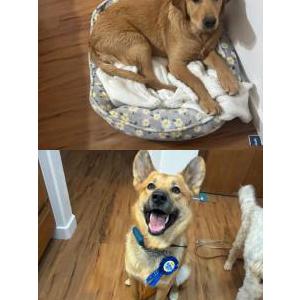 Image of Ozzy, Lost Dog