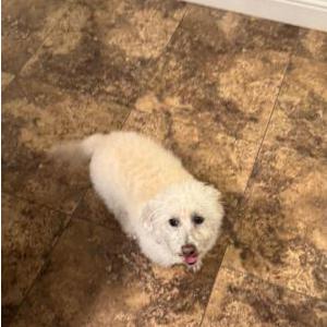 Lost Dog Zero