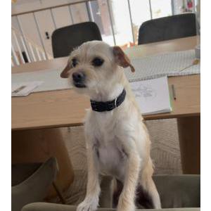 Image of Arty, Lost Dog
