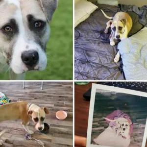 Lost Dog Hopper