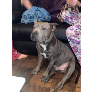 Image of Roscoe, Lost Dog