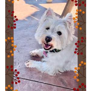 Lost Dog Blessing