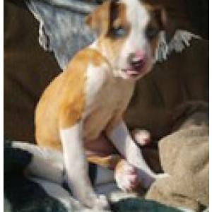 Image of Nugget, Lost Dog