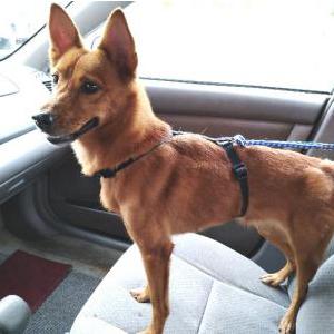 Lost Dog Kit