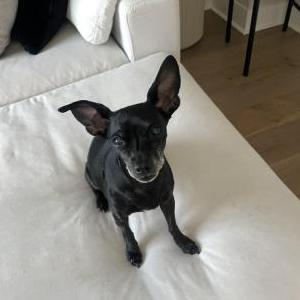 Image of Cannes, Lost Dog