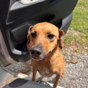 Image of Unknown, Found Dog